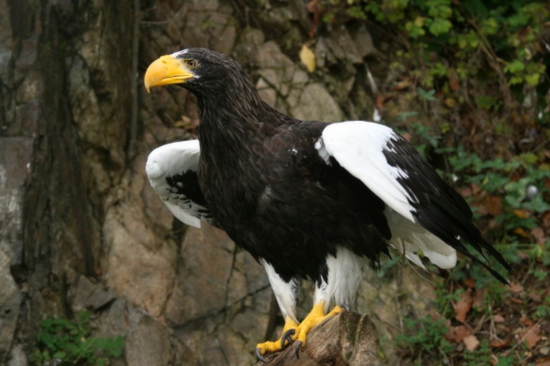 Ornitologové viděli u Přerova orla kamčatského