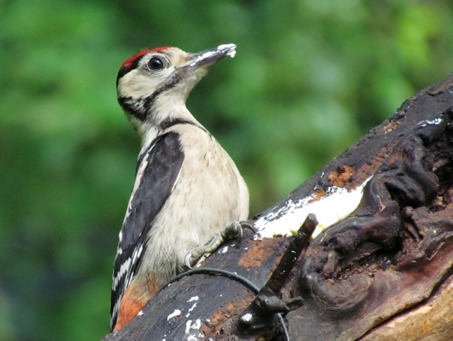 Milovníci přírody se můžou v dubnu a květnu těšit na ornitologické akce