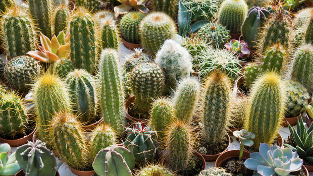 41. Výstava kaktusů a sukulentů