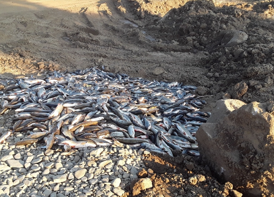 Havárie ochromila život v řece Bečvě. Tuny ryb otrávil kyanid